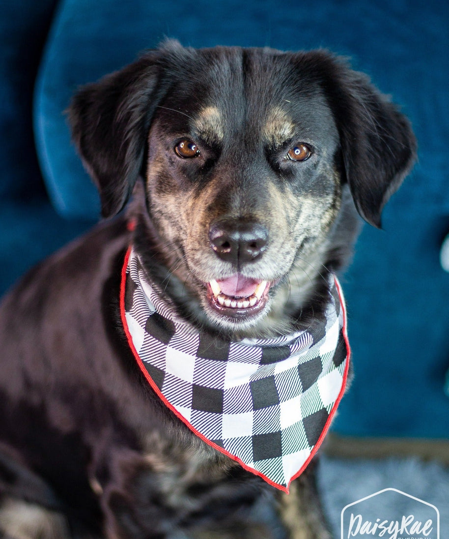 Gingham Me to Sleep Pet Bandana, Black